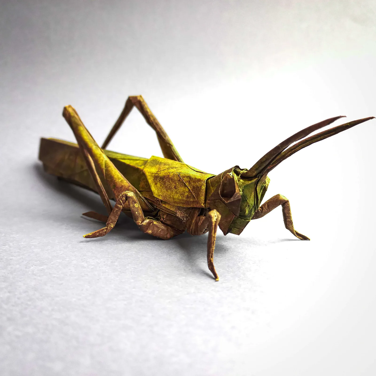 Locust
