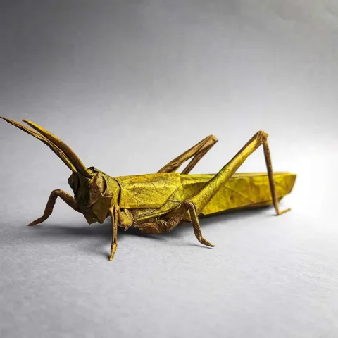 Locust