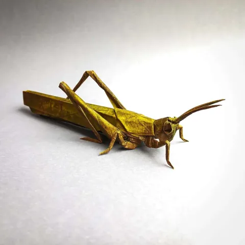 Locust