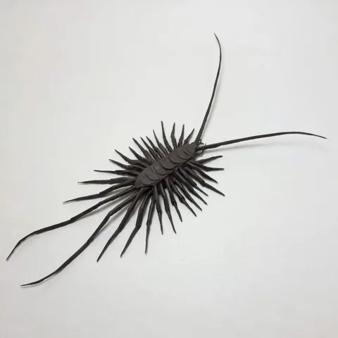 Scutigera