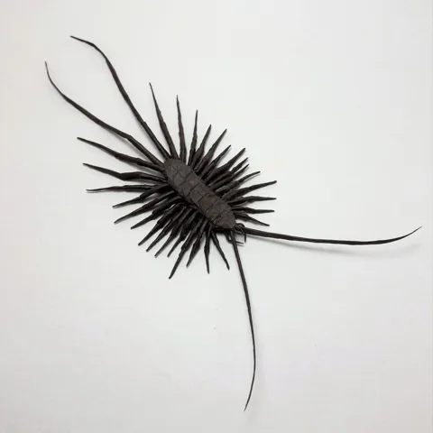 Scutigera