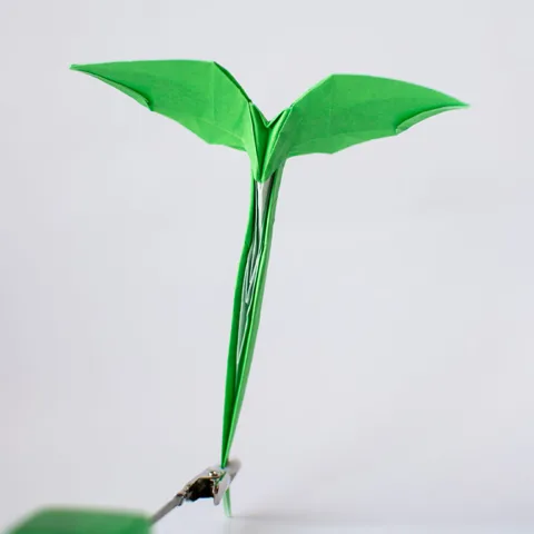 Dicot Sprout — паттерн