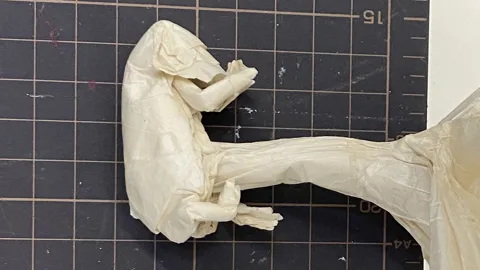 Embryo