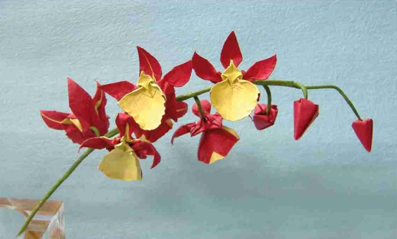 Orchid - Oncidium Dancing Lady