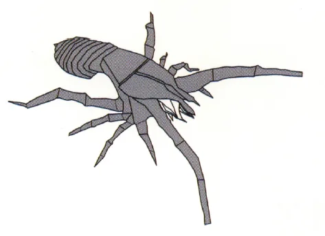 Camel spider