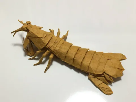 Mantis shrimp