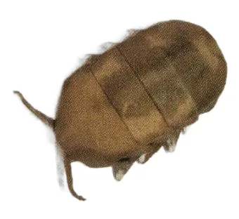 Pillbug