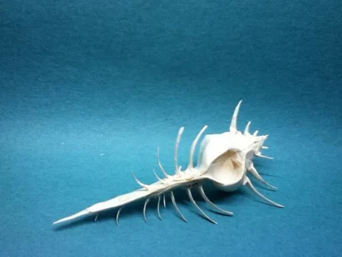 Venus Comb Murex