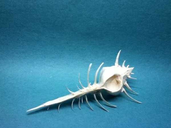 Venus Comb Murex
