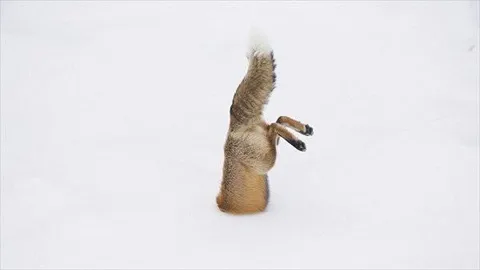 Fox stuck in snow