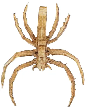 Ogre-faced spider