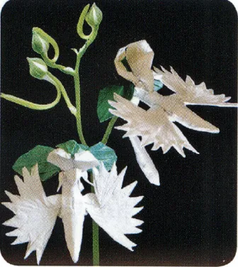 Habenaria radiata orchid