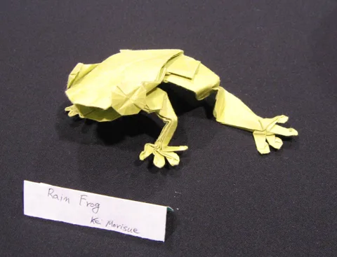 Rain frog