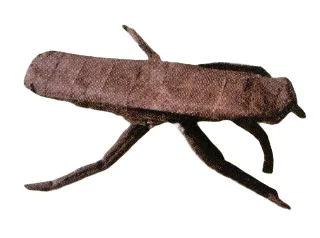 Water strider