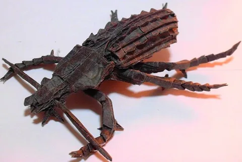 Apotomopterus maacki aquatilis