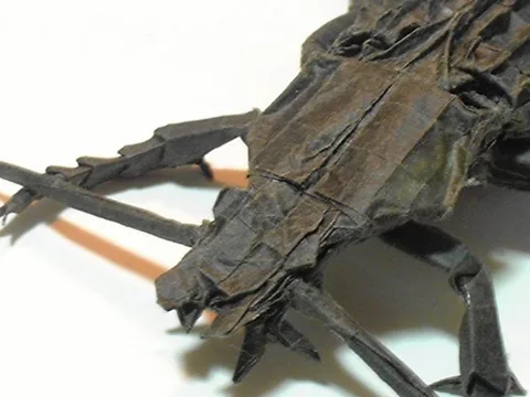 Apotomopterus maacki aquatilis