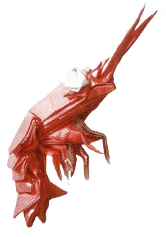 Shrimp