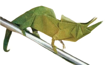 Jackson chameleon