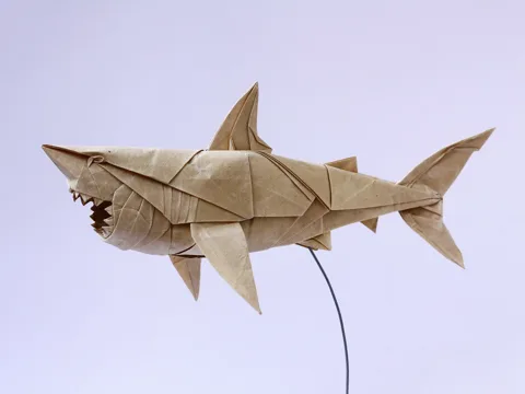 SHARK Great White