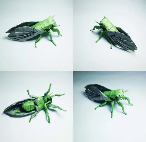 Cicada (PD)