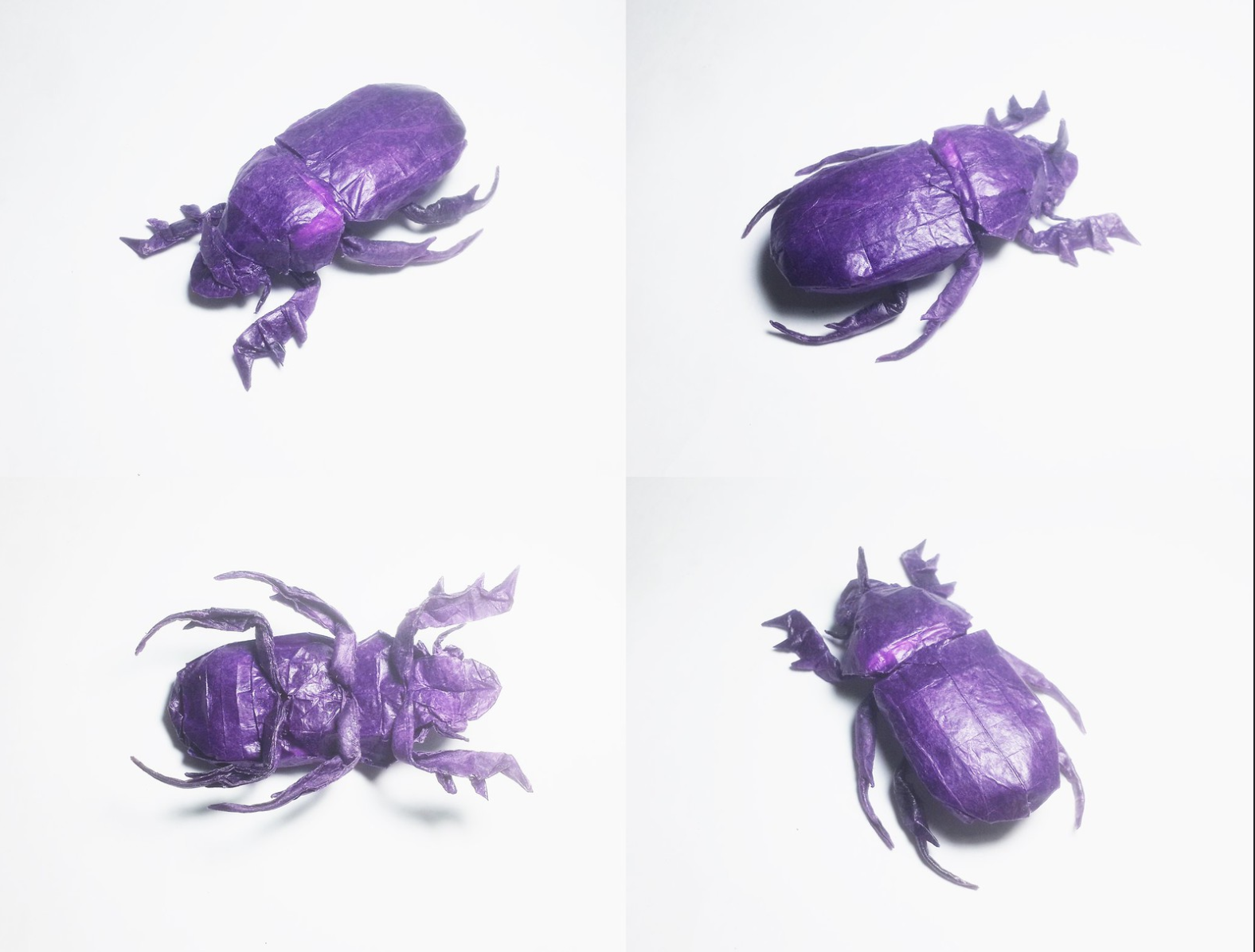 Dung Beetle