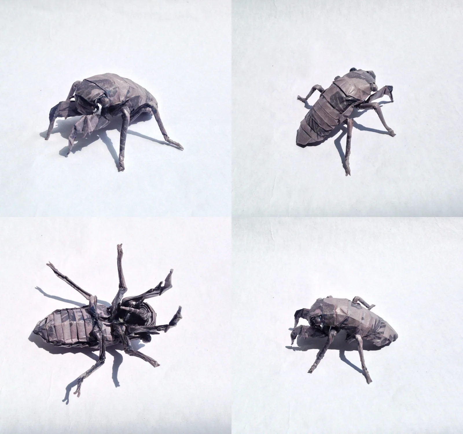 Nymph Cicada