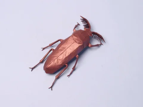 Euthysanius beetle