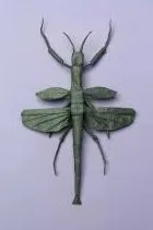 Flying stick insect (PD)