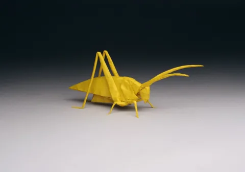 Katydid (PD)