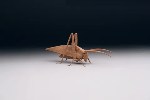 Katydid (PD)