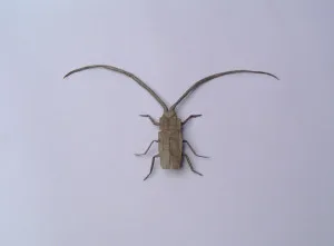 Longhorn beetle