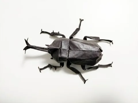 Beetle