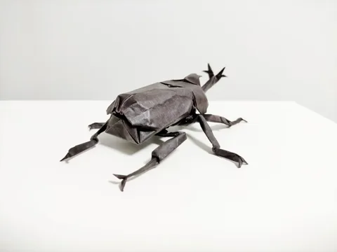 Beetle