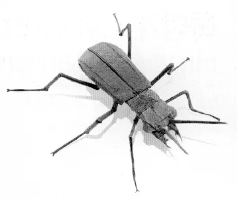 Tiger beetle