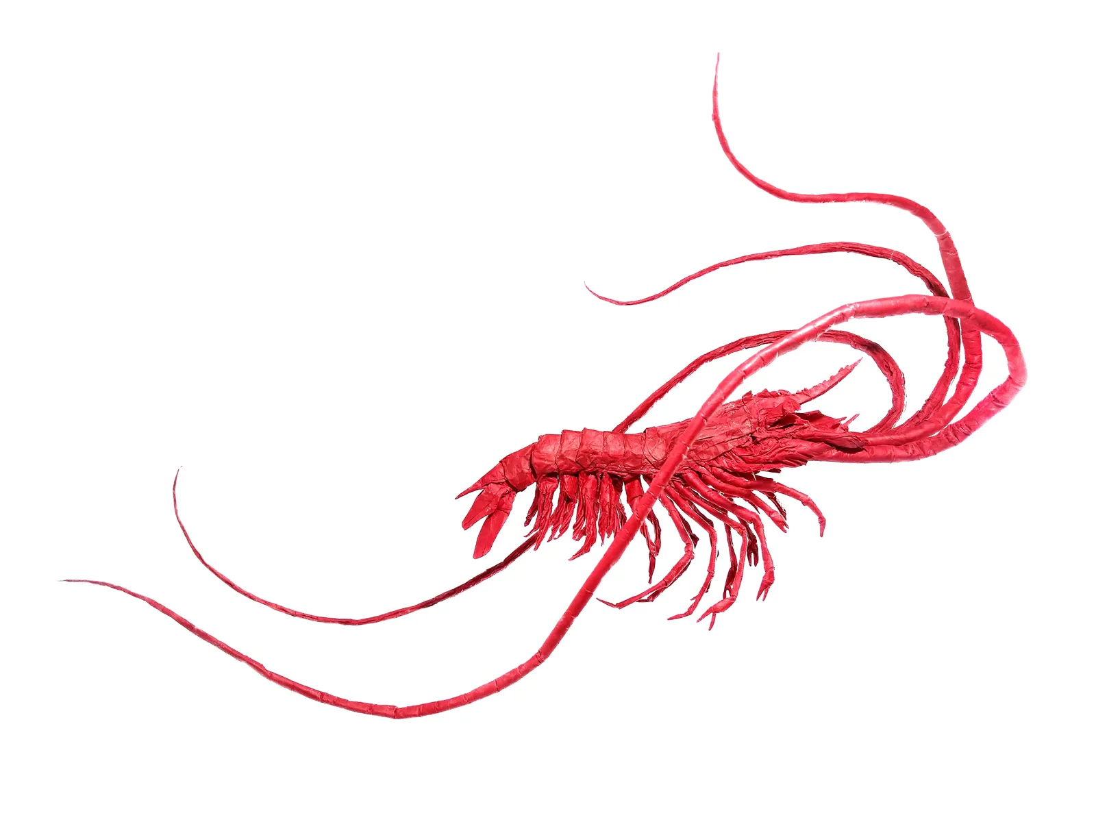 Aristaeomorpha Foliacea