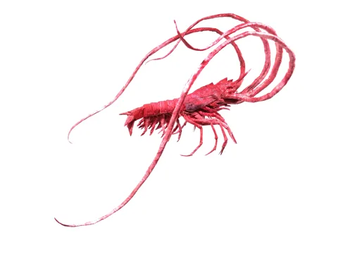 Aristeus Antennatus
