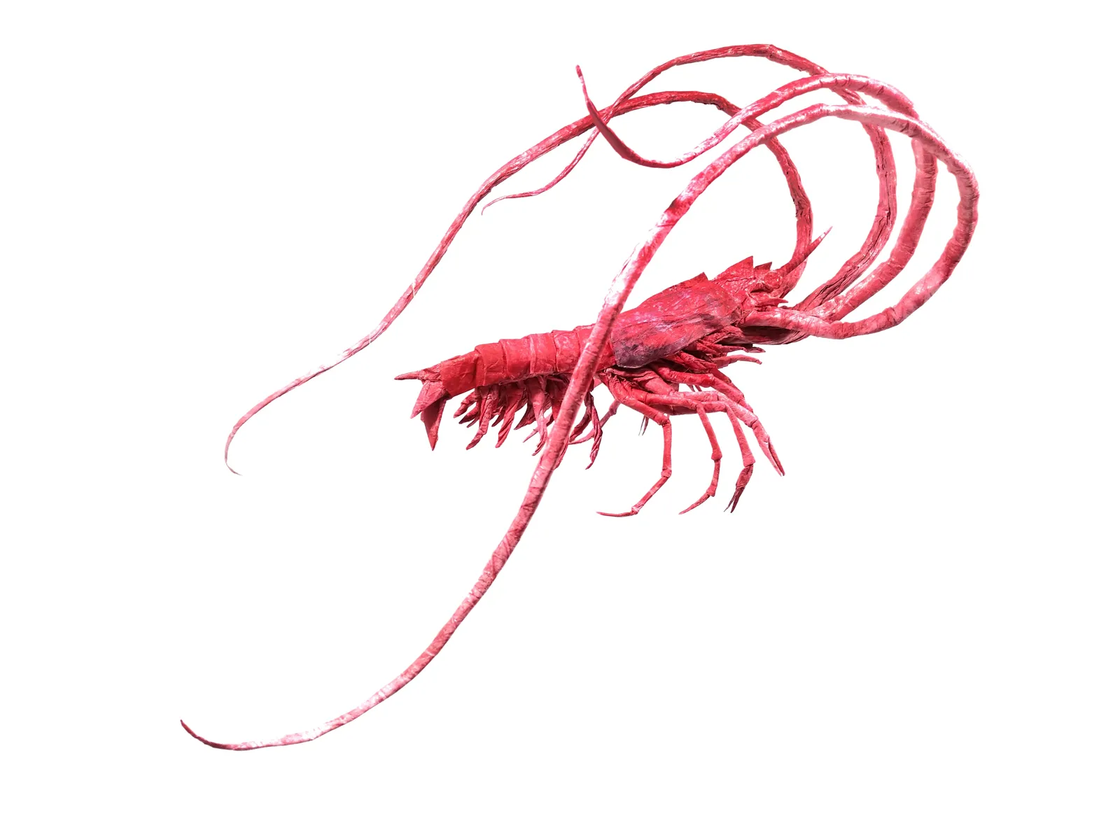 Aristeus Antennatus