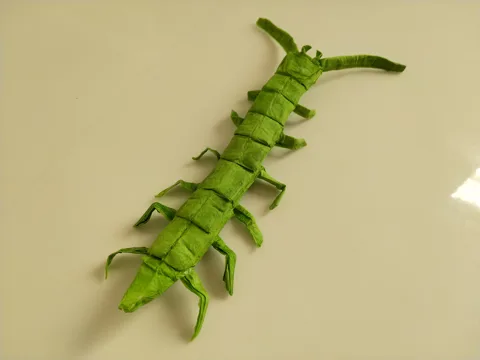 Batedotea Elongata