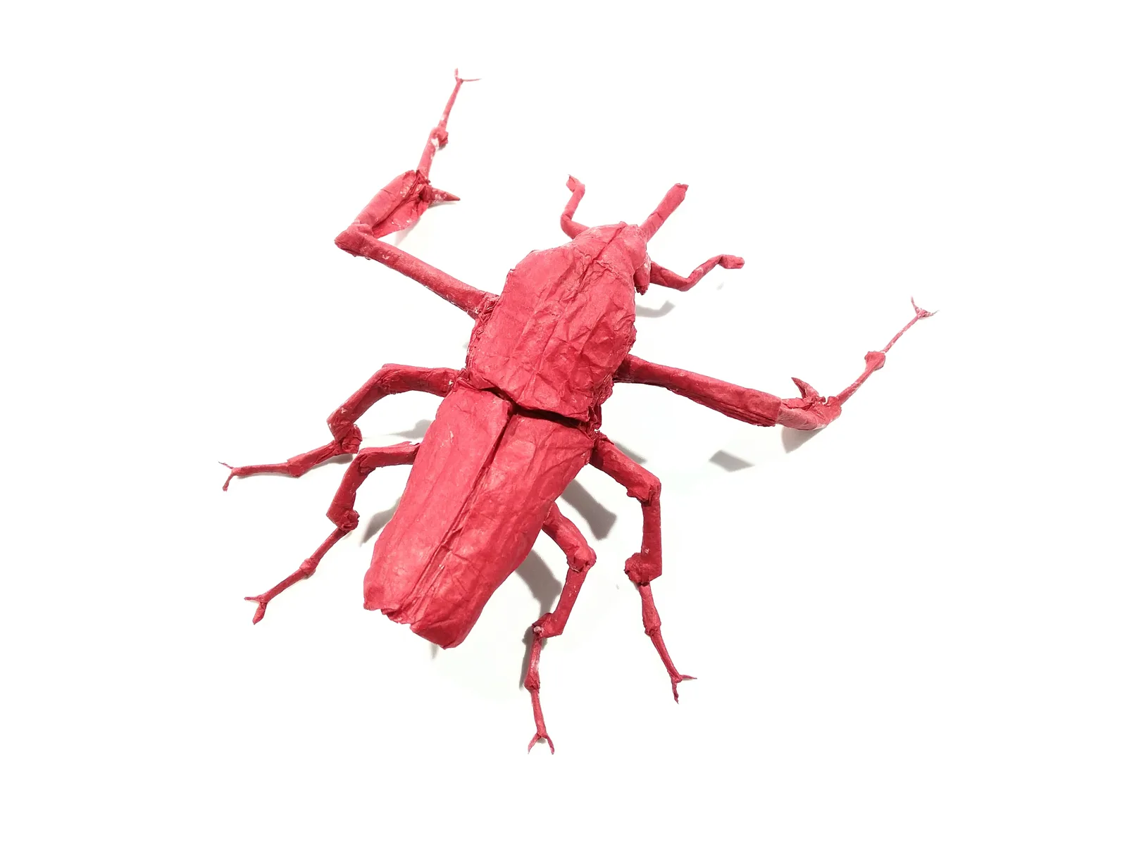 Cyrtotrachelus Longimanus