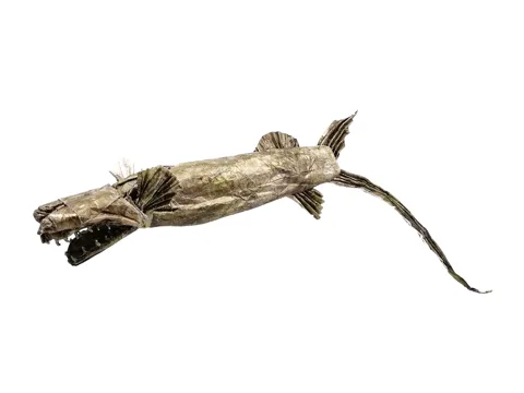 Gigantura Chuni