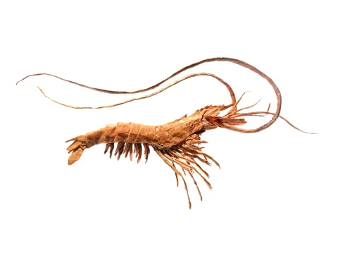 Parapenaeus Longirostris
