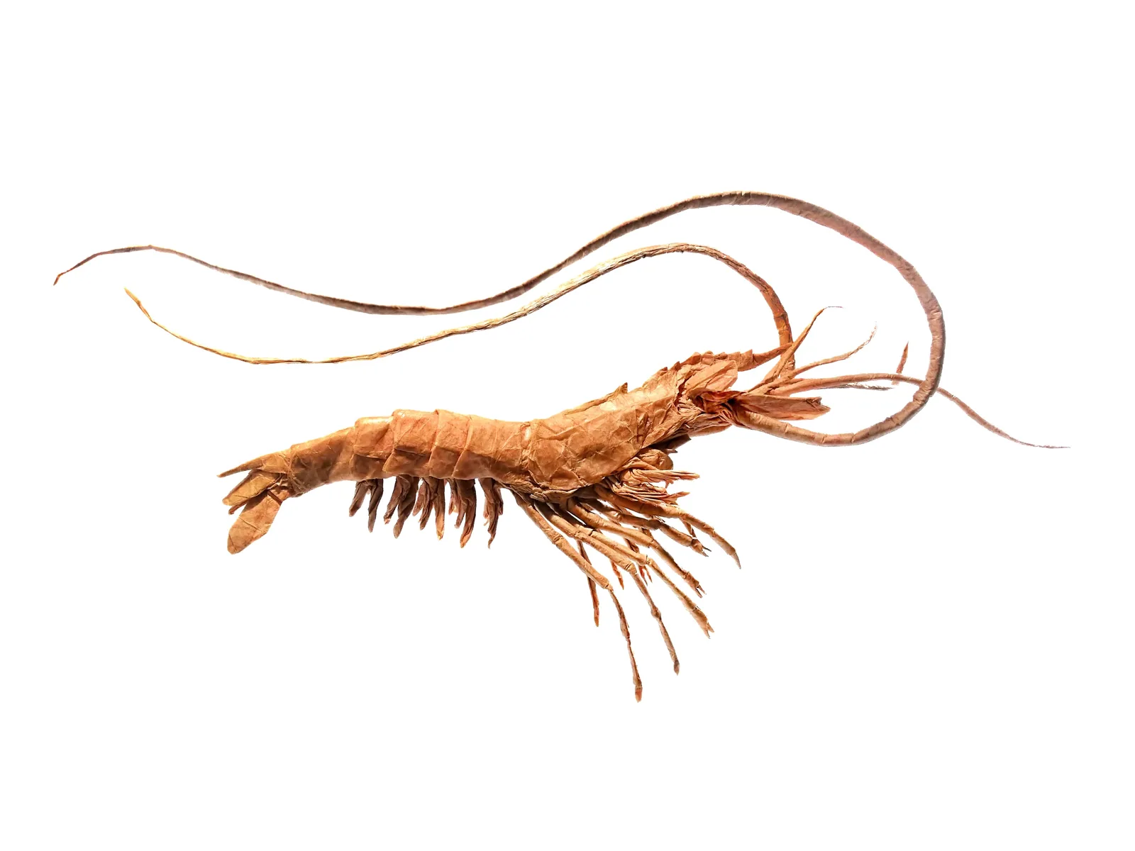 Parapenaeus Longirostris