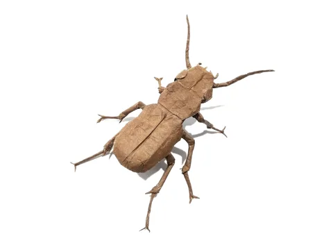 Platynus Livens