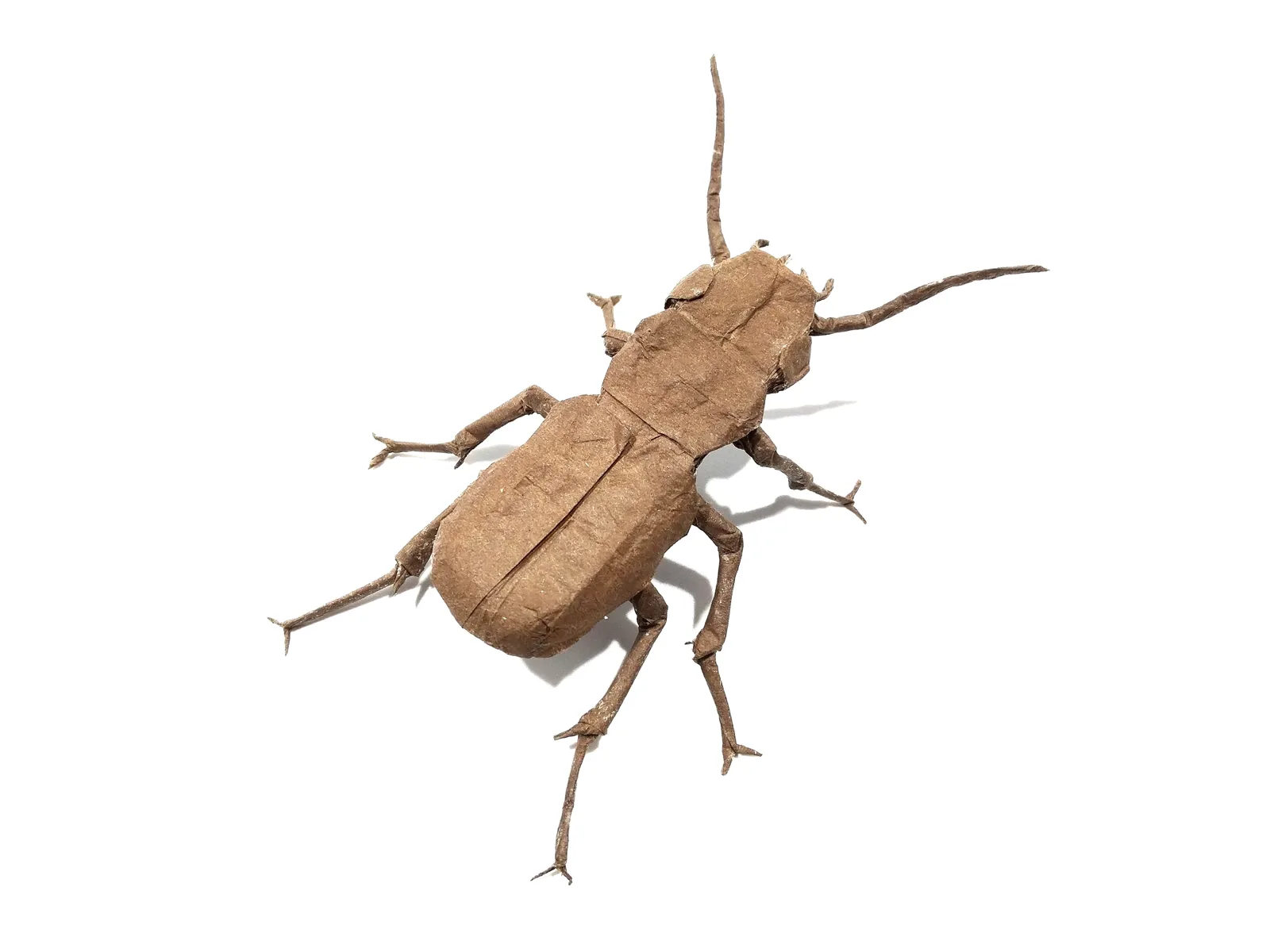 Platynus Livens