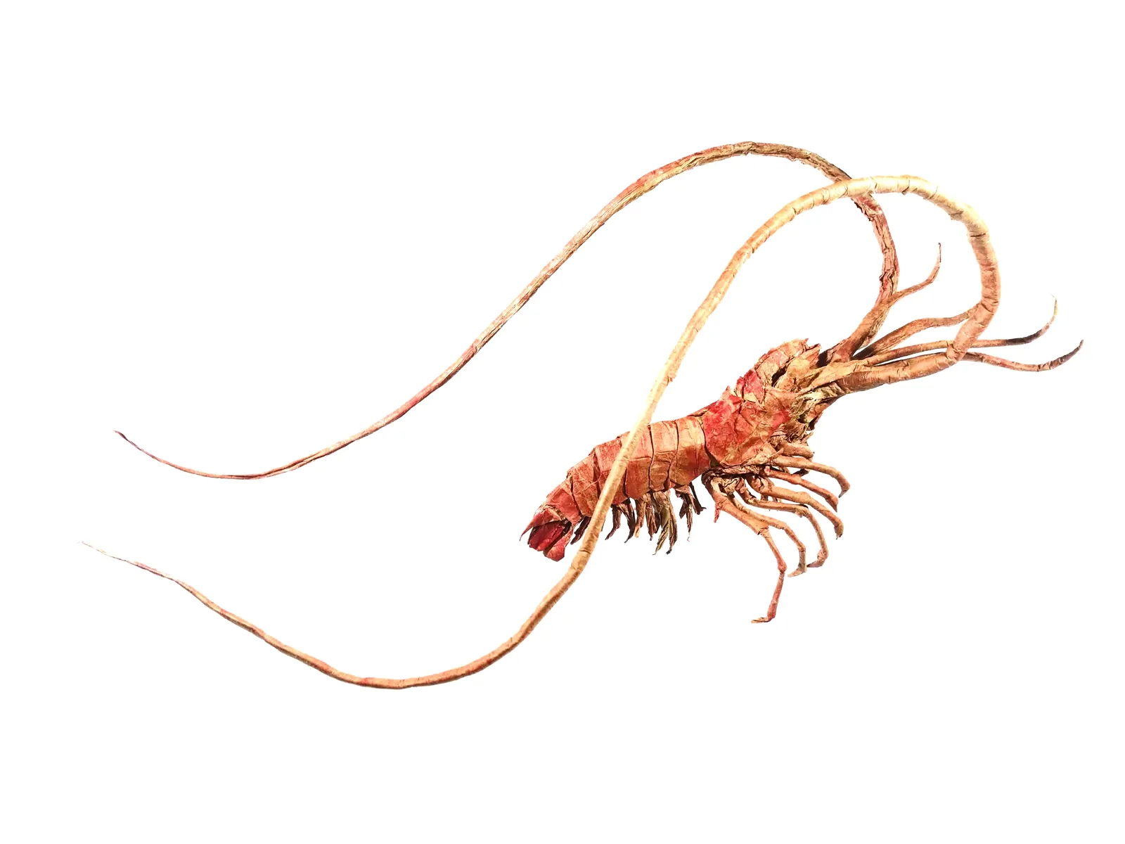 Pleoticus Muelleri