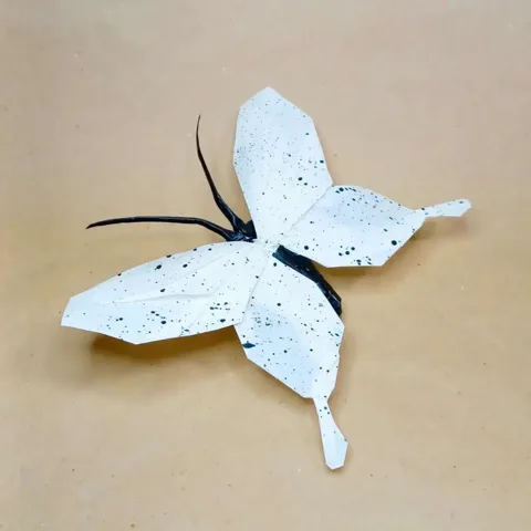 African Swallowtail Butterfly