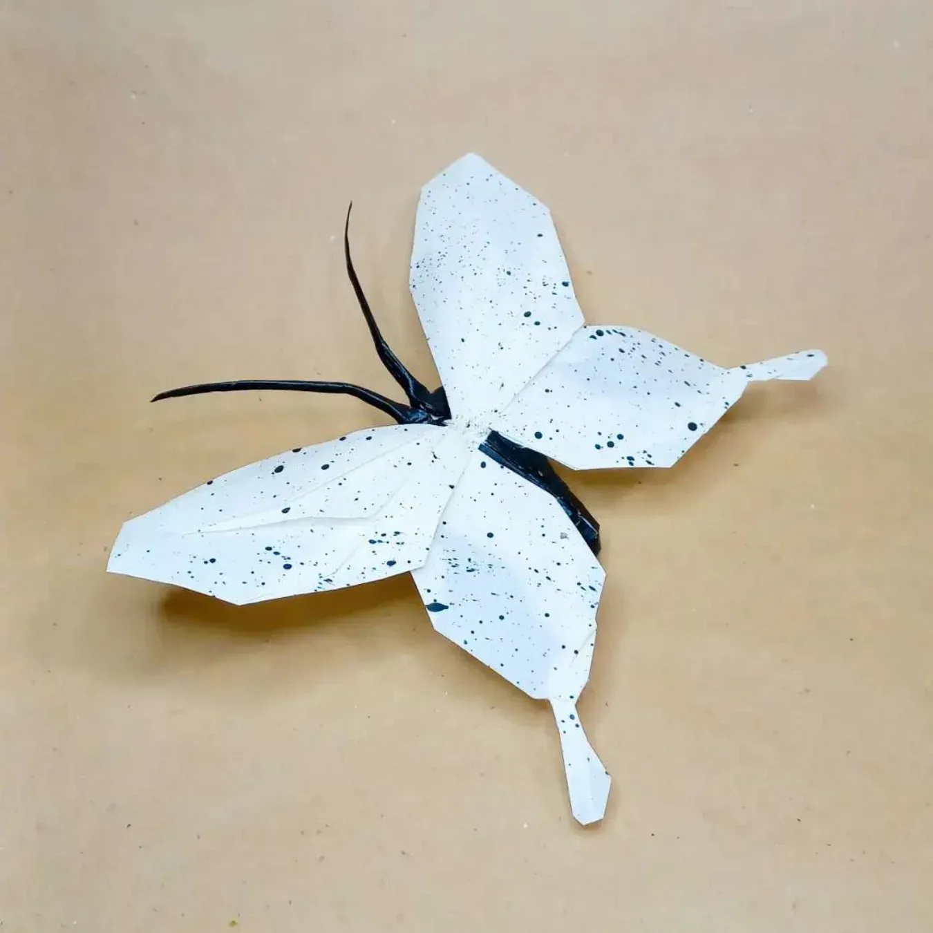 African Swallowtail Butterfly