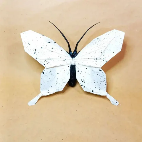 African Swallowtail Butterfly