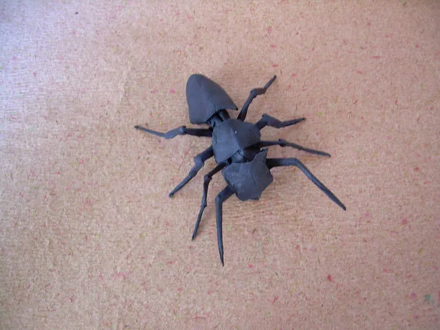 Pentagonal ant