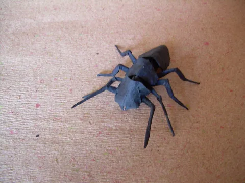 Pentagonal ant